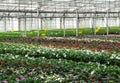 Flower nursery. Greenhouse with cultivated plants.