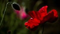 The flower is odorless.May flower.A fragile, airy flower.Poppy accent. Royalty Free Stock Photo