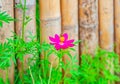 Flower with old bamboo fence in nature Royalty Free Stock Photo