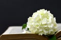 Flower and old book on black background Royalty Free Stock Photo