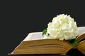 Flower and old book isolated on black background Royalty Free Stock Photo