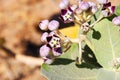 Flower in Oman desert