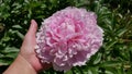 The flower of one of the most beautiful pink herbaceous peonies - Sarah Bernhardt Unique variety.