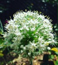 Beautiful Flower of onion in my garden