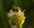 Flower of onions and a bee Royalty Free Stock Photo