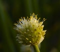 Flower of onions and a bee Royalty Free Stock Photo