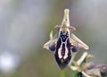 Ophrys ariadne, Crete, Greece