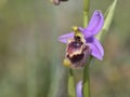 Ophrys candica, Crete