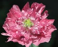 Flower of opium poppy, Papaver somniferum `Pink Flamingo` Royalty Free Stock Photo