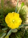 Flower of Opuntia humifusa plant