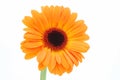 Flower orange Royalty Free Stock Photo