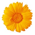 Flower orange amber calendula isolated on a white background with clipping path. Close-up.