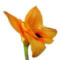 Flower orange amber gladiolus isolated on white background. Flower bud close up. Royalty Free Stock Photo