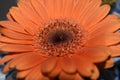Flower orange beautiful in composition