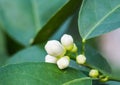 Flower orange blossom in spring in pollinating time