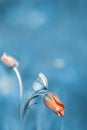 Flower orange bud and butterfly in a spring garden. Summer spring background. Copy space. Blue tone. Royalty Free Stock Photo