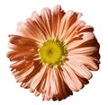 Flower orange Chamomile on white isolated background with clipping path. Daisy orange-yellow with droplets of water for design. C Royalty Free Stock Photo