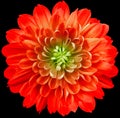 Flower  red chrysanthemum . Flower isolated on the black background. No shadows with clipping path. Close-up. Nature Royalty Free Stock Photo