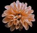 Flower orange dahlia isolated on black background is no shade. Suitable for designers. Royalty Free Stock Photo