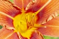 Flower of the orange daylily, closeup. Daylily pistil and stamens, bright orange flower