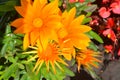 flower, orange, flower bud, burgeon, sunflower, green, summer, flowers, petal, flora, agriculture, macro, daisy, design, textured Royalty Free Stock Photo