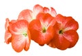 Flower orange geranium. Isolated on a white background. Close-up. without shadows. For design. Royalty Free Stock Photo