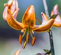 Orange lily flower in the garden in the spring sunshine Royalty Free Stock Photo