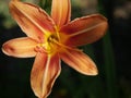 Flower orange Royalty Free Stock Photo