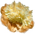 flower orange peony isolated on a white background. No shadows with clipping path. Close-up. Royalty Free Stock Photo
