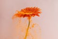 Flower with orange powder on pink background. Explosion cloud. Colorful dust explode. Power energy. Royalty Free Stock Photo