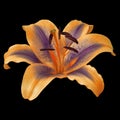 Flower orange purple lily isolated on black background. Close-up. Royalty Free Stock Photo