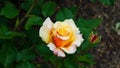 Flower of orange rose in garden on a bush, close-up, selective focus, shallow DOF Royalty Free Stock Photo