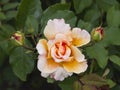 Flower of orange rose in garden on a bush, close-up, selective focus, shallow DOF Royalty Free Stock Photo