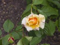 Flower of orange rose in garden on a bush, close-up, selective focus, shallow DOF Royalty Free Stock Photo