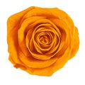 Flower orange rose isolated on white background. Close-up. Element of design Royalty Free Stock Photo