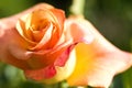 Flower of orange rose macro