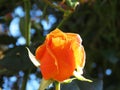 Flower. Orange rose. sapling seen from below with green background