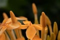 Flower orange spermatozoid shape yellow black background Royalty Free Stock Photo