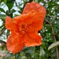Flower Orange tree rose fruits pomegranate pomegrante Royalty Free Stock Photo