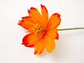 flower orange yellow nature closeup floral blossom