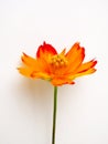 flower orange yellow nature closeup floral blossom