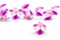 Flower orchid, Aerides on white background. Royalty Free Stock Photo