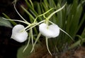 Flower Orchid Brassavola Royalty Free Stock Photo