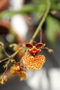 Dancing Lady Orchid at my garden Royalty Free Stock Photo