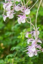 Flower orchid of Dendrobium primulinum, Tropical flower. Royalty Free Stock Photo