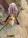 Flower of orchid Paphiopedilum venustum stck photo