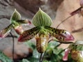 Flower of orchid Paphiopedilum venustum stck photo