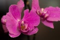 Flower Orchid Phalaenopsis Black Background/ Phalanx`s, Phalanxes, Fluency`s, Flounces, Flounce`s