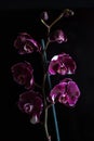 Flower Orchid Phalaenopsis Black Background/ Phalanx`s, Phalanxes, Fluency`s, Flounces, Flounce`s