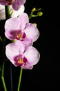 Flower Orchid Phalaenopsis Black Background/ Phalanx`s, Phalanxes, Fluency`s, Flounces, Flounce`s